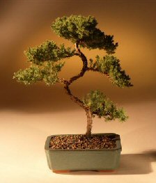 Juniper Karate Kid Bonsai Tree<br><i>(juniper procumbens 