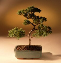 Juniper Karate Kid Bonsai Tree<br><i>(juniper procumbens 