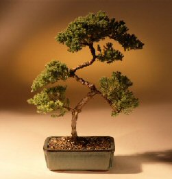 Juniper Karate Kid Bonsai Tree<br><i>(juniper procumbens 