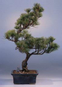 Japanese Five Needle Pine Bonsai Tree<br><i>(pinus parvifolia)</i>