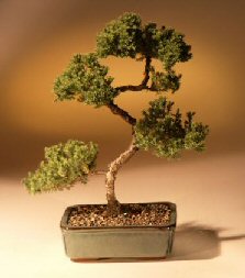 Juniper Karate Kid Bonsai Tree<br><i>(juniper procumbens 