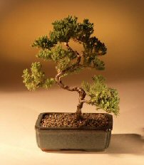 Juniper Karate Kid Bonsai Tree<br><i>(juniper procumbens 