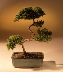 Juniper Karate Kid Bonsai Tree<br><i>(juniper procumbens 