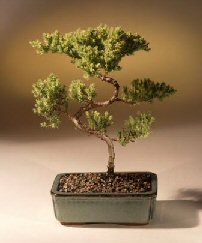 Juniper Karate Kid Bonsai Tree<br><i>(juniper procumbens 