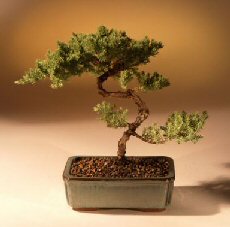 Juniper Karate Kid Bonsai Tree<br><i>(juniper procumbens 