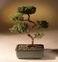 Juniper Karate Kid Bonsai Tree<br><i>(juniper procumbens 