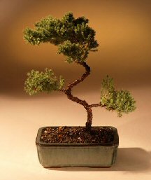 Juniper Karate Kid Bonsai Tree<br><i>(juniper procumbens 