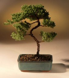 Juniper Karate Kid Bonsai Tree<br><i>(juniper procumbens 