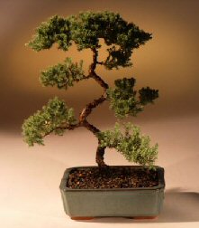 Juniper Karate Kid Bonsai Tree<br><i>(juniper procumbens 