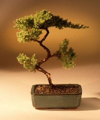 Juniper Karate Kid Bonsai Tree<br><i>(juniper procumbens 