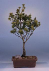 Japanese Five Needle Pine<p><i>(pinus parvifolia)</i>