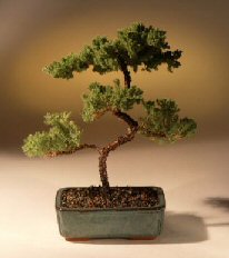 Juniper Karate Kid Bonsai Tree<br><i>(juniper procumbens 