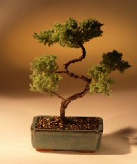 Juniper Karate Kid Bonsai Tree<br><i>(juniper procumbens 