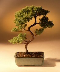 Juniper Karate Kid Bonsai Tree<br><i>(juniper procumbens 