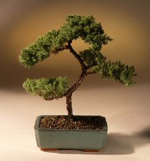 Juniper Karate Kid Bonsai Tree<br><i>(juniper procumbens 