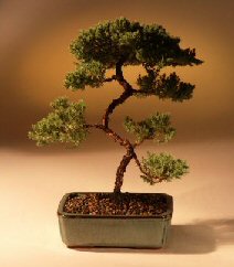 Juniper Karate Kid Bonsai Tree<br><i>(juniper procumbens 