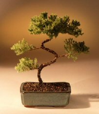 Juniper Karate Kid Bonsai Tree<br><i>(juniper procumbens 