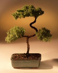 Juniper Karate Kid Bonsai Tree<br><i>(juniper procumbens 