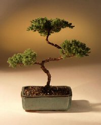 Juniper Karate Kid Bonsai Tree<br><i>(juniper procumbens 