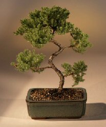 Juniper Karate Kid Bonsai Tree<br><i>(juniper procumbens 