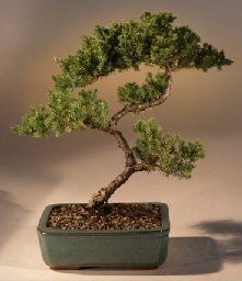 Juniper Karate Kid Bonsai Tree<br><i>(juniper procumbens 