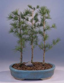 Japanese Larch Bonsai Tree<br><i>(larix leptolepsis)</i>