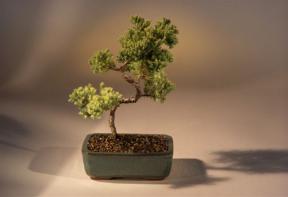 Juniper Karate Kid Bonsai Tree<br><i>(juniper procumbens 