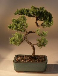 Juniper Karate Kid Bonsai Tree<br><i>(juniper procumbens 