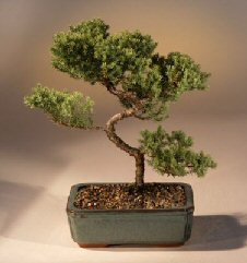 Juniper Karate Kid Bonsai Tree<br><i>(juniper procumbens 