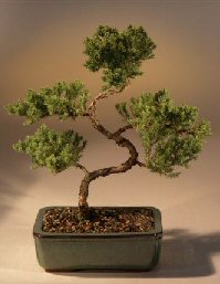 Juniper Karate Kid Bonsai Tree<br><i>(juniper procumbens 