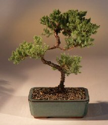 Juniper Karate Kid Bonsai Tree<br><i>(juniper procumbens 