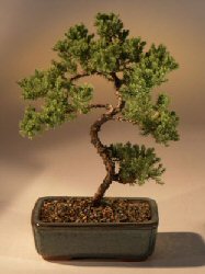 Juniper Karate Kid Bonsai Tree<br><i>(juniper procumbens 