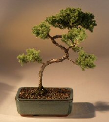 Juniper Karate Kid Bonsai Tree<br><i>(juniper procumbens 