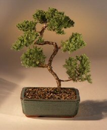 Juniper Karate Kid Bonsai Tree<br><i>(juniper procumbens 