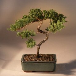 Juniper Karate Kid Bonsai Tree<br><i>(juniper procumbens 