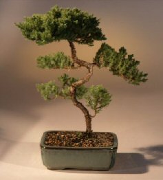 Juniper Karate Kid Bonsai Tree<br><i>(juniper procumbens 