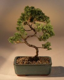 Juniper Karate Kid Bonsai Tree<br><i>(juniper procumbens 