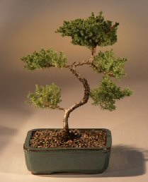 Juniper Karate Kid Bonsai Tree<br><i>(juniper procumbens 