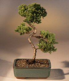 Juniper Karate Kid Bonsai Tree<br><i>(juniper procumbens 