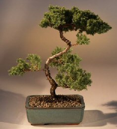 Juniper Karate Kid Bonsai Tree<br><i>(juniper procumbens 