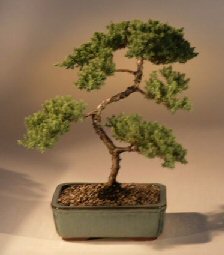 Juniper Karate Kid Bonsai Tree<br><i>(juniper procumbens 