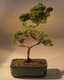 Juniper Karate Kid Bonsai Tree<br><i>(juniper procumbens 