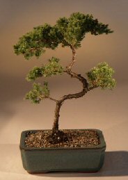 Juniper Karate Kid Bonsai Tree<br><i>(juniper procumbens 