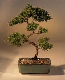 Juniper Karate Kid Bonsai Tree<br><i>(juniper procumbens 