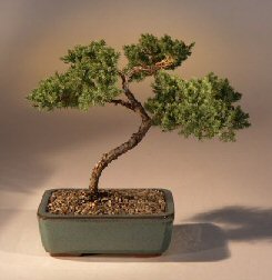 Juniper Karate Kid Bonsai Tree<br><i>(juniper procumbens 