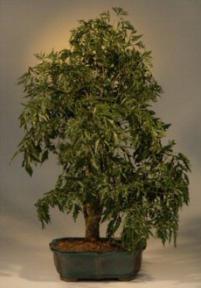 Ming Aralia Bonsai Tree - 22