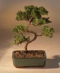 Juniper Karate Kid Bonsai Tree<br><i>(juniper procumbens 