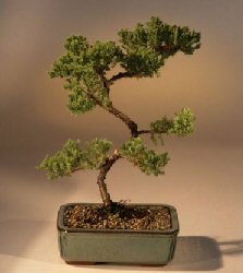 Juniper Karate Kid Bonsai Tree<br><i>(juniper procumbens 