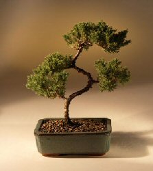 Juniper Karate Kid Bonsai Tree<br><i>(juniper procumbens 