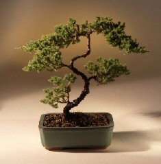 Juniper Karate Kid Bonsai Tree<br><i>(juniper procumbens 